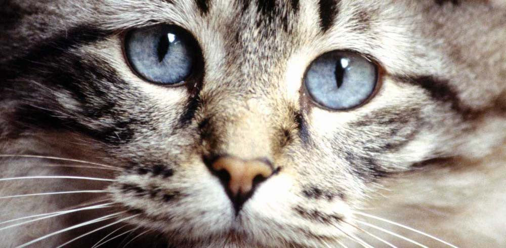 Humane Society of Manatee County